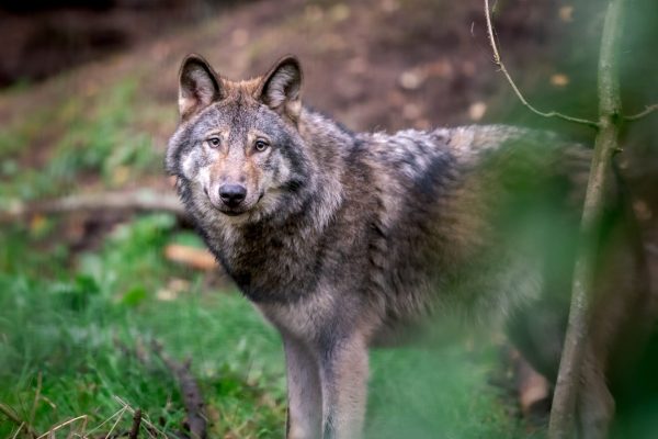 Een wolf in Nederland (foto: Depositphotos)