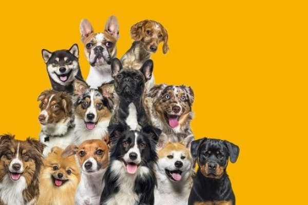Depositphotos_616085900_S-honden verkleind