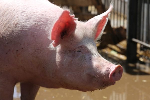 Ruimhartige toepassing Varkens in Nood-arrest: afscheid van de zienswijzefuik  Een belanghebbende die beroep instelt tegen een milieu- of ruimtelijke ordeningsbesluit kan niet langer niet-ontvankelijk worden verklaard omdat hij geen zienswijze heeft ingediend tegen een eerder ontwerpbesluit, blijkt uit een uitspraak van de Afdeling bestuursrechtspraak van de Raad van State.Dat betekent dat de bestuursrechter in die gevallen toch zijn beroep in behandeling moet nemen.   Artikel 6:13 Awb kan namelijk niet meer worden tegengeworpen. Met dat oordeel geeft de Afdeling bestuursrechtspraak van de Raad van State op 14 april 2021 ruimhartig toepassing aan het Varkens in Nood-arrest van het Hof van Justitie van de Europese Unie. Ook oordeelt de Afdeling dat een ingediende zienswijze die zich beperkt tot bepaalde onderdelen van een ontwerpbesluit niet langer in de weg staat aan een beroep tegen het gehele besluit. Deze lijn geldt – in afwachting van actie van de wetgever – niet alleen voor ‘zuivere’ Aarhusbesluiten, maar voor alle besluiten waarop de uniforme openbare voorbereidingsprocedure van toepassing is en die wordt genomen op grond van Wet algemene bepalingen omgevingsrecht, Wet milieubeheer, Wet ruimtelijke ordening, Tracéwet, Wet geluidhinder, Wet natuurbescherming, Ontgrondingenwet, Waterwet, Wet bodembescherming, Wet luchtvaart, Mijnbouwwet, Kernenergiewet, Wet inzake de luchtverontreiniging, Wet bescherming Antarctica en andere wetten en regelingen op het gebied van het milieu en de ruimtelijke ordening. Kortom, deze lijn betreft de gehele linie van het omgevingsrecht: van een besluit over de bouw van een kernreactor tot de bouw van een woning in strijd met het bestemmingsplan. Voor de praktijk was een belangrijke vraag naar aanleiding van het Varkens in Nood-arrest: voor wie en voor welke besluiten geldt de regel uit het Varkens in Nood-arrest precies? Op die vraag geeft de Afdeling nu antwoord. Het geldt in ieder geval voor alle belanghebbenden. En het geldt – voorlopig – voor alle besluiten die zijn gebaseerd op wetten en regelingen op het gebied van het milieu en de ruimtelijke ordening, voor zover de uniforme openbare voorbereidingsprocedure van toepassing is. Met de ruimhartige toepassing wil de Afdeling voorkomen dat het recht op toegang tot de rechter een te beperkte invulling krijgt. Maar de Afdeling laat niet na om te benadrukken dat het aan de wetgever is om met een definitieve oplossing te komen. Nog niet duidelijk is hoe met zaken om te gaan die zich al in de hogerberoepsfase bevinden. Ook is nog niet duidelijk of de nieuwe lijn mogelijk ook geldt voor niet-belanghebbenden. Daarover zal de Afdeling nog uitsluitsel moeten geven.   Samenvatting:  Een belanghebbende die beroep instelt tegen een milieu- of ruimtelijke ordeningsbesluit kan niet langer niet-ontvankelijk worden verklaard omdat deze geen zienswijze heeft ingediend tegen een eerder ontwerpbesluit, blijkt uit een uitspraak van de Afdeling bestuursrechtspraak van de Raad van State. - Mr. Online