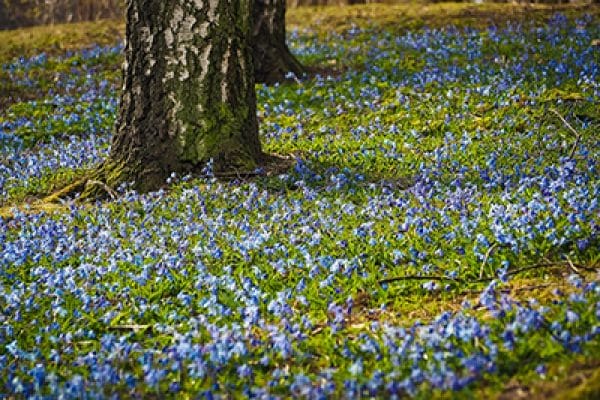 Bomen in je tuin planten, hoe zit dat eigenlijk?