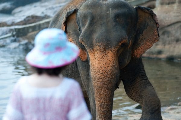 Feel good Friday: olifant
